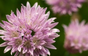 Chive_Blossom